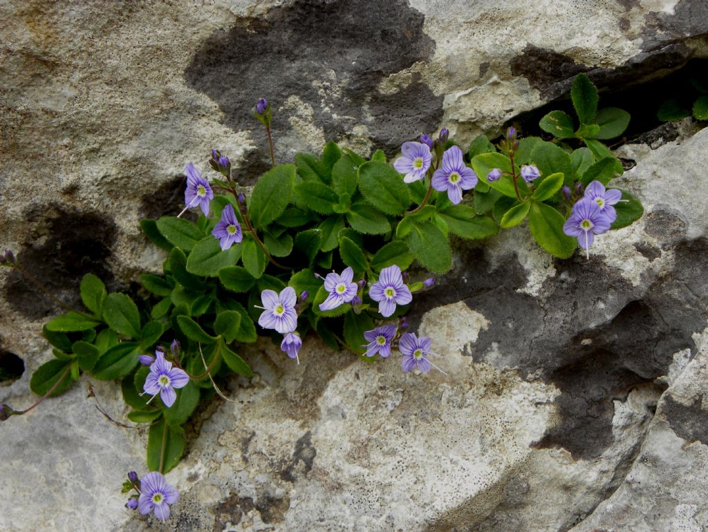 Veronica aphylla subsp. longistyla / Veronica minore